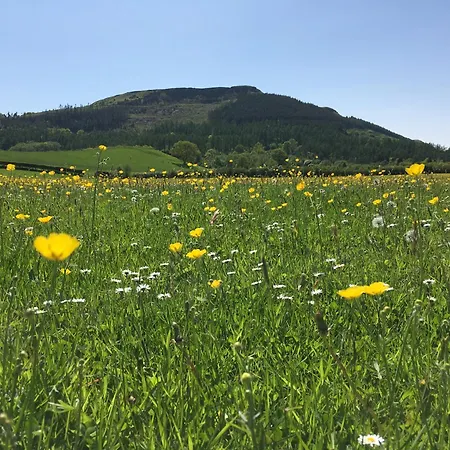 Campsite Cedar Camping Pod Great Ayton