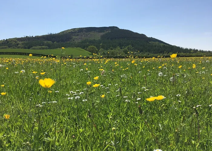 Campeggio Cedar Camping Pod Great Ayton